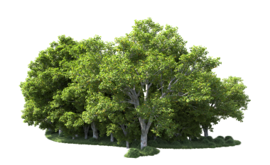 beyaz arkaplanda izole edilmiş yeşil ağaç