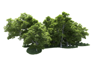 siyah arka plan üzerine izole yeşil ağaç