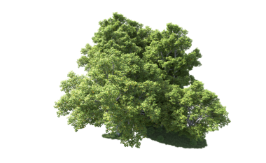 Beyaz arka plan üzerinde izole yeşil ağaçlar