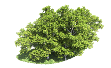 Beyaz arkaplanda 3 boyutlu yeşil akçaağaç çizimi