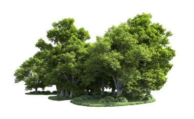 Siyah arkaplanda izole edilmiş ağaç