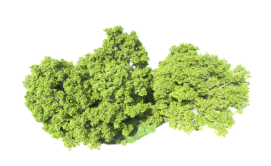 Beyaz arkaplanda yeşil yaprak izole edildi