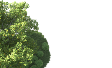 beyaz arkaplanda yeşil ağaç