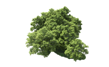 Siyah arkaplanda izole edilmiş ağaç