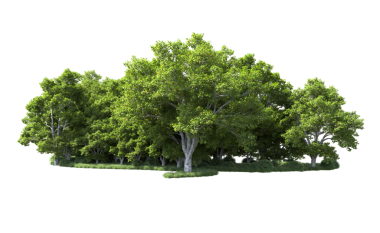 beyaz arkaplanda izole edilmiş yeşil ağaç