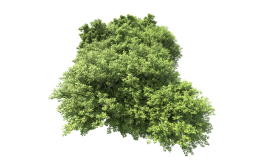 Beyaz arkaplanda 3 boyutlu yeşil çalılık görüntüsü