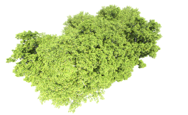 Beyaz arkaplanda yeşil yaprak izole edildi, kırpma yolu