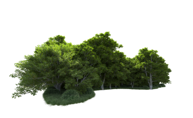 Siyah arka planda yeşil çimenleri olan ağaç