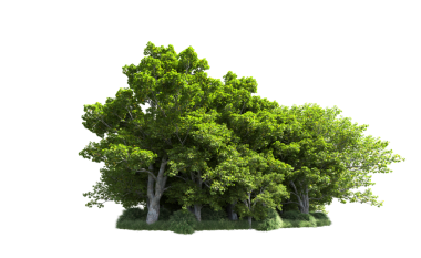 Beyaz arkaplandaki ağaç.