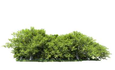 Beyaz arka plan üzerinde izole izole yeşil ağaç.
