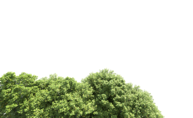 Beyaz arkaplanda güzel ağaç dalları