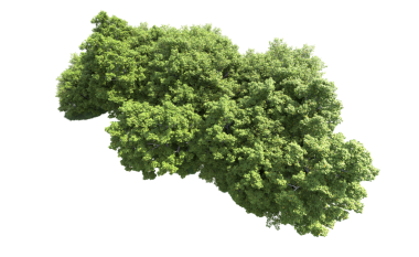 arkaplanda yeşil yaprak izole