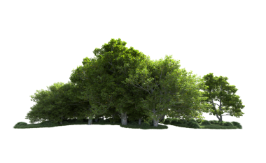 Beyaz arkaplandaki ağaç