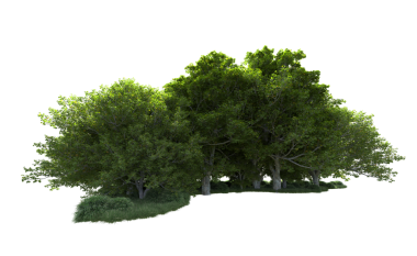 Beyaz bir arka plan üzerinde izole ağaç