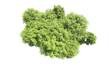 Beyaz arkaplanda izole edilmiş 3 boyutlu yeşil ağaç çizimi