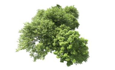 Beyaz arkaplanda izole edilmiş ağaç