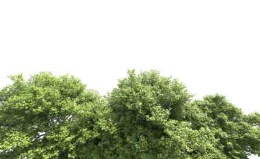 Beyaz arkaplanda izole edilmiş ağaç