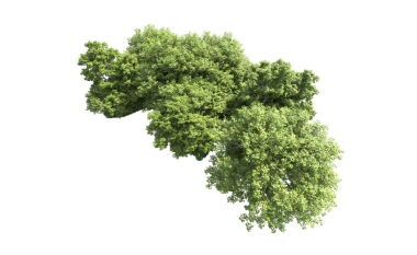 Beyaz arkaplanda izole edilmiş yeşil ağaç, 3 boyutlu illüstrasyon