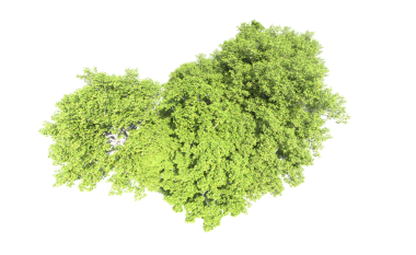 Siyah arkaplanda yeşil yaprak