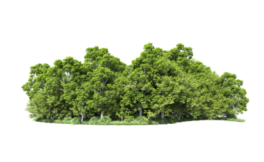 beyaz arkaplanda izole edilmiş yeşil ağaç