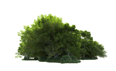 Beyaz arkaplanda izole edilmiş ağaç