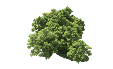 siyah arka plan üzerine ağaç