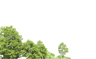 Beyaz arkaplanda kırpma ile izole edilmiş ağaç