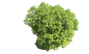 Siyah arkaplanda izole edilmiş siyah yeşil bir ağacın 3 boyutlu görüntülenmesi