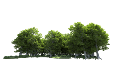 Beyaz bir arka planda ormandaki ağaçlar