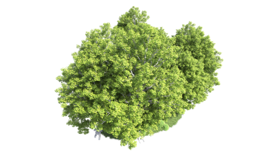 siyah arka plan üzerine izole yeşil ağaç