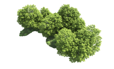 beyaz arkaplanda izole edilmiş yeşil ağaç