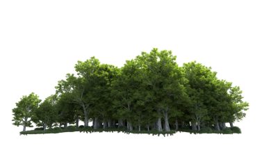 Beyaz arkaplanda izole edilmiş ağaç