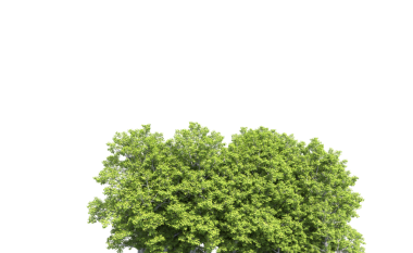 Beyaz arkaplanda izole edilmiş ağaç