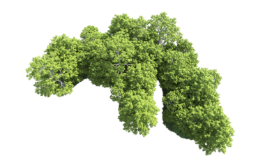 Beyaz arkaplanda izole edilmiş yeşil ağaçların 3 boyutlu çizimi