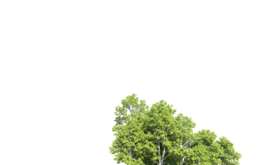 Beyaz arkaplanda izole edilmiş ağaç