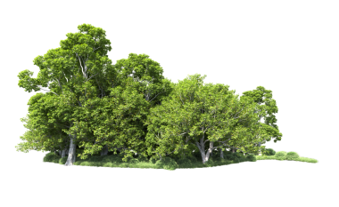 yeşil ağaç, beyaz arkaplanda izole edilmiş.