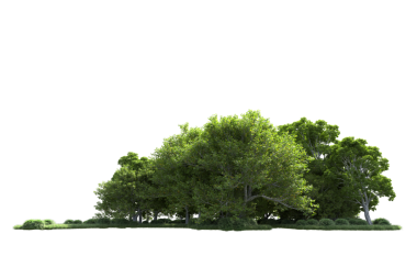 beyaz arkaplanda izole edilmiş yeşil ağaç