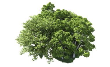 Siyah arkaplanda izole edilmiş büyük meşe ağacı