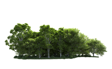 Beyaz arkaplandaki ağaç - 3 boyutlu oluşturma