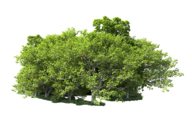 Beyaz arka planda kalp şeklinde bir ağaç.