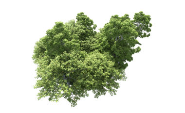 3 boyutlu resimleme - siyah arkaplanda izole edilmiş ağaç