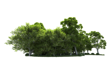 beyaz arkaplanda yeşil ağaç