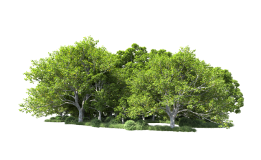 Beyaz arkaplanda ağaç.