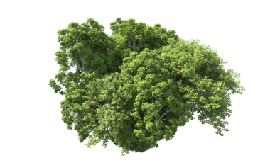 Siyah arkaplanda 3 boyutlu ağaç oluşturma