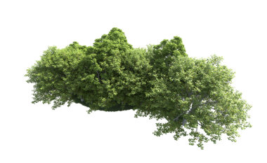 siyah arka plan üzerine izole yeşil ağaç