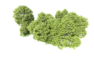 beyaz arkaplanda izole edilmiş yeşil ağaç