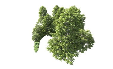 Siyah arkaplanda izole edilmiş ağaç