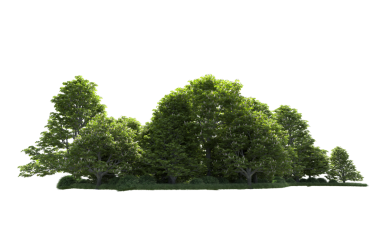 Beyaz arkaplanda 3 boyutlu hazırlama ağacı izole edildi