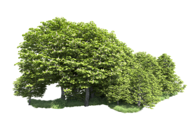 Beyaz arkaplanda yeşil meşe ağacı izole edildi