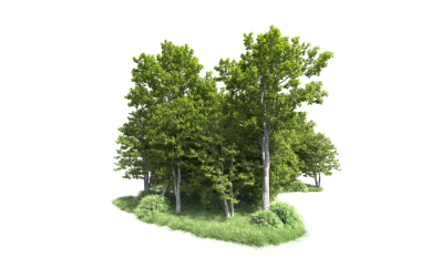 Yeşil ormandaki ağaç, beyaz arka planda izole edilmiş..